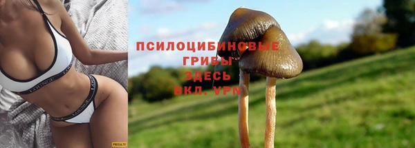 прущие грибы Костерёво