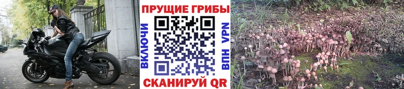 ОМГ ОМГ рабочий сайт  Качканар  Галлюциногенные грибы Psilocybine cubensis 