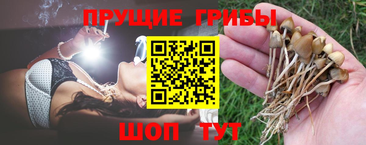 купить наркотик  Псилоцибиновые грибы Magic Shrooms  Вход с VPN  Качканар 